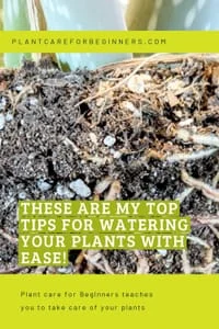 Watering, Soil, and General Care