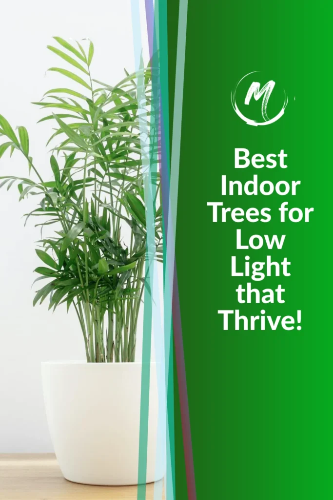 Why Choose the Best Low Light Indoor Trees?