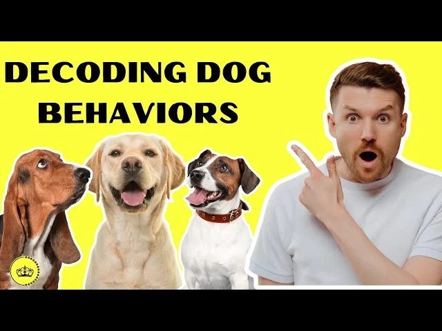 Why Decoding Bathing Frequency for Your Canine Companion Matters